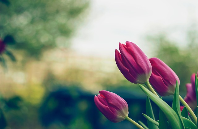 růžové Tulipány